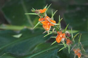 Belle's at Montville