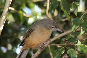 Belle's at Montville