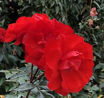 Commodore Motor Inn Albury