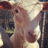 Glenbrook House and Cottage