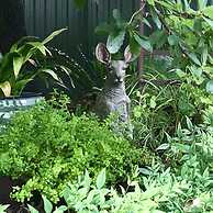 Hahndorf Oak Tree Cottages