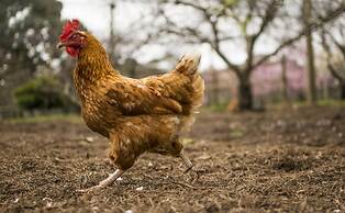 Freshwater Creek Cottages and Farm Stay