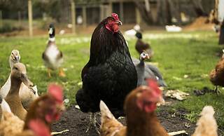 Freshwater Creek Cottages and Farm Stay