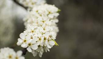 Freshwater Creek Cottages and Farm Stay