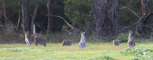 Freshwater Creek Cottages and Farm Stay