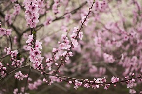 Freshwater Creek Cottages and Farm Stay