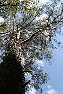 Garden Cottage at Fern Falls Cottages