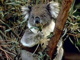 Lorne Bush House Cottages & Eco Retreats