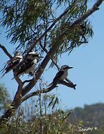 BIG4 Mackay Blacks Beach Holiday Park