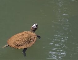 BIG4 Mackay Blacks Beach Holiday Park