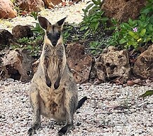 Rubyvale Motel & Holiday Units - An Adults Only Getaway