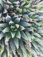 Springtide Studio Apartments