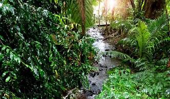 Treetops Accommodation Montville