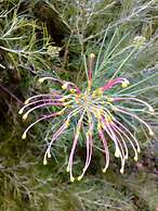 Marri Lodge & Cottages