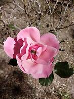 Marri Lodge & Cottages