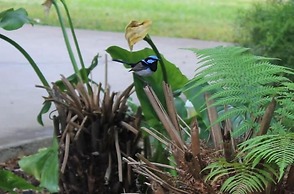 Aristocrat Waurnvale Motel