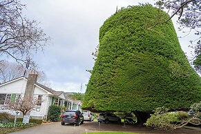 Bucket Tree Lodge