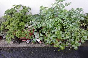 Buller Court on Palmerston