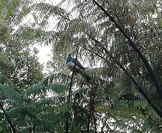 Patuha Rainforest Retreat