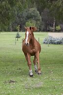 Diamond Forest Farm Stay