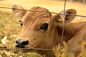 Diamond Forest Farm Stay