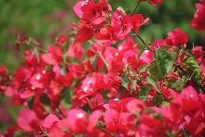 Airlie House Motor Inn