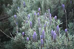 Airlie House Motor Inn