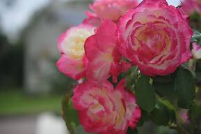 Airlie House Motor Inn