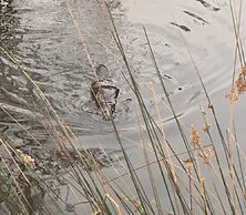 Giants Table and Cottages
