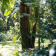 Songbirds Rainforest Retreat