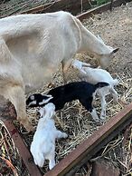 Songbirds Rainforest Retreat