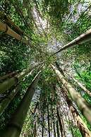 Songbirds Rainforest Retreat