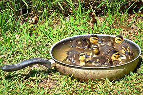 Jervis Bay Cabins & Hidden Creek Campsite