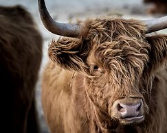 BIG4 Ingenia Holidays Phillip Island