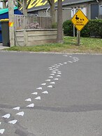 Dunedin Holiday Park & Motels