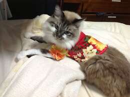 Milk-ya Guest House - Caters to Women only