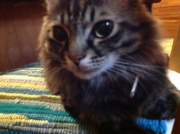 Milk-ya Guest House - Caters to Women only