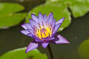 Cicada Luxury Townhouses