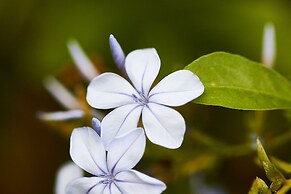 A View of Mt Warning B&B