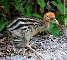 Hibiscus Lodge Bed & Breakfast