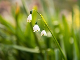 Craicor Accommodation