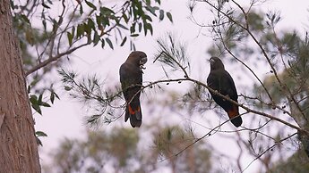 Bay and Bush, Jervis Bay