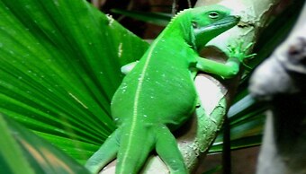 Vanuatu Beachfront Apartments