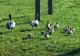 Halls Gap Valley Lodges