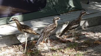 Great Keppel Island Holiday Village