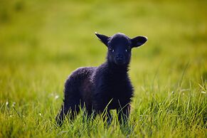 Country Homestead at Black Sheep Farm