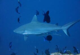 Vaali Maldives Island Escapes & Dive