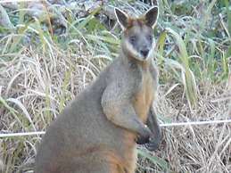 Diamond Beach Holiday Park