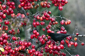 Archway Motel & Chalets