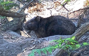 Valley Farm Vineyard Cottages